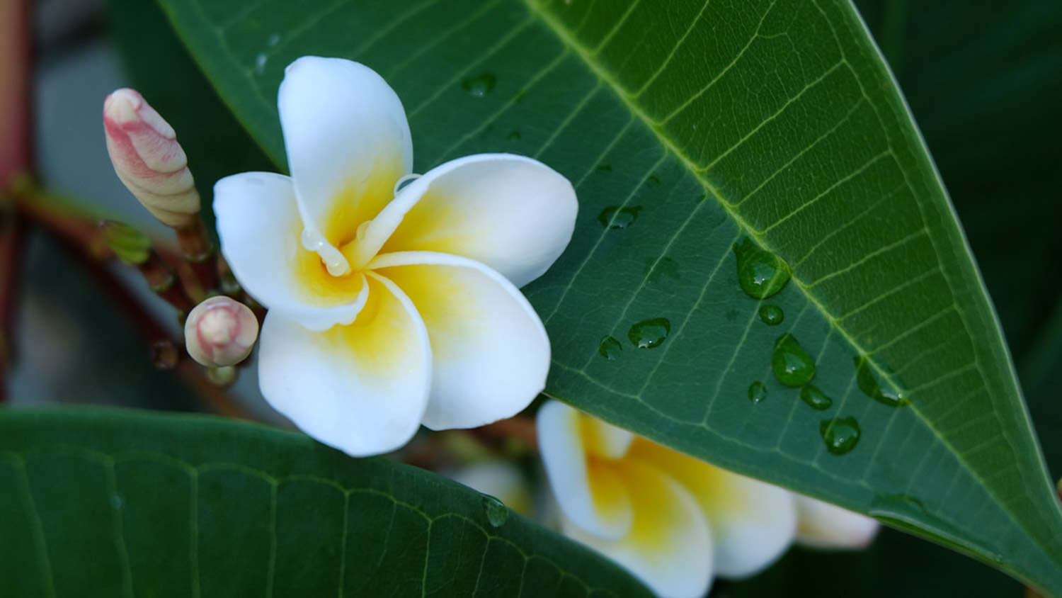 雞蛋花圖片